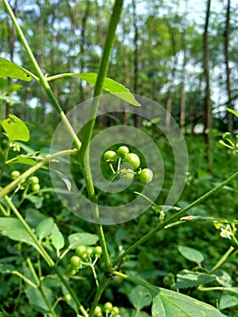 Solanum nigrum black night shade, ranti, lenca, blackberry nightshade, European black night shade with natural background