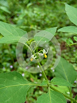 Solanum nigrum black night shade, ranti, lenca, blackberry nightshade, European black night shade with natural background