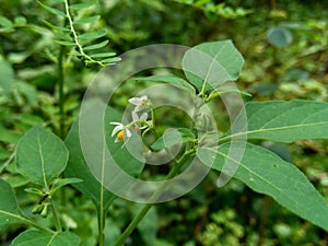 Solanum nigrum black night shade, ranti, lenca, blackberry nightshade, European black night shade with natural background