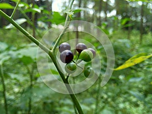 Solanum nigrum black night shade, ranti, lenca, blackberry nightshade, European black night shade with natural background