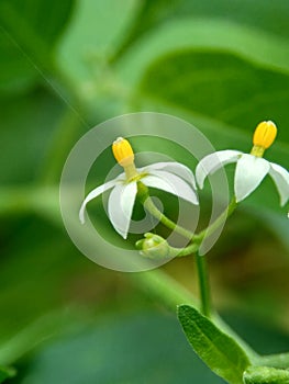 Solanum nigrum black night shade, ranti, lenca, blackberry nightshade, European black night shade with natural background. The p