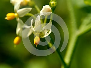 Solanum nigrum black night shade, ranti, lenca, blackberry nightshade, European black night shade with natural background. The p