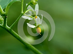 Solanum nigrum black night shade, ranti, lenca, blackberry nightshade, European black night shade with natural background. The p