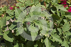 Solanum nigrum close up