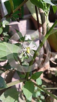 Solanum nigrum, the European black nightshade or simply black nightshade or blackberry nightshade beautiful white flower