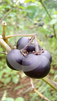 Solanum nigrum L.