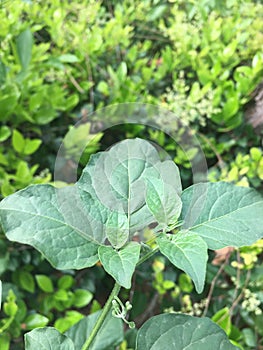 Solanum nigrum. Medicinal value. Autumn shoot