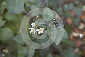 Solanum nigrum plant in bloom