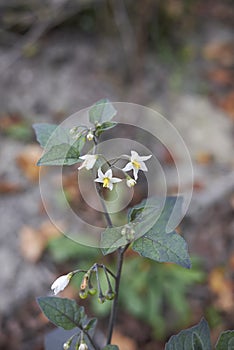 Solanum nigrum plant in bloom