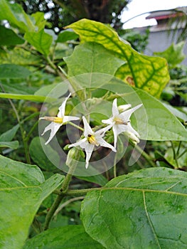 Solanum nigrum is used in various traditional medical systems for antiproliferative.
