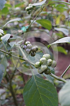 The Solanum paniculatum fruit