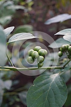 The Solanum paniculatum fruit