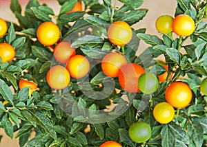 Solanum plant