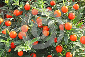 Solanum plant in the garden