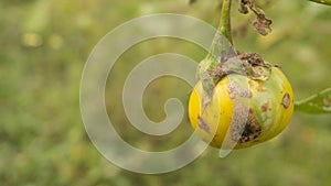 Solanum plants melongena other variants