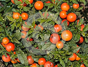 Solanum pseudocapsicum berries