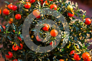 Solanum pseudocapsicum berries closeup image