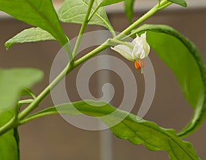 Solanum pseudocapsicum in bloom with white tiny flower