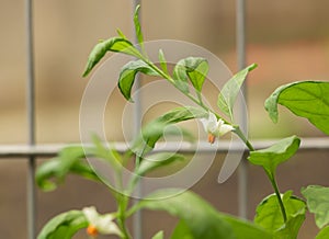 Solanum pseudocapsicum in bloom with white tiny flower