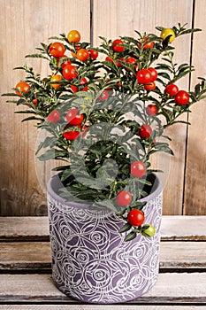 Solanum pseudocapsicum in ceramic pot