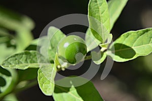 Green fruit of Solanum pseudocapsicum growing in the garden photo