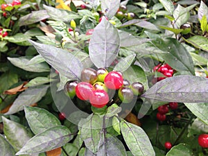Solanum Pseudocapsicum Plant with Fruit in the Fall in Central Park, Manhattan. photo