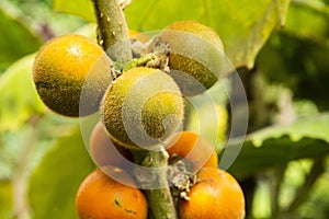 Solanum quitoense fruit on the tree - Lulo organic fruit