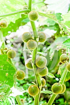 Solanum Quitoense Fruits