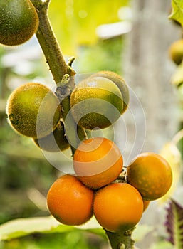 Solanum quitoense - Lulo organic fruit on the tree
