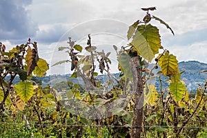 Solanum quitoense naranjilla or lulo plants on a field in Colomb