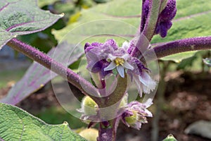 Solanum quitoense or naranjilla plant flowers and buds