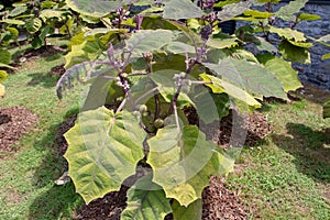 Solanum quitoense or naranjilla plantation