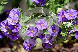 Solanum rantonnetii (Species: Lycianthes rantonnetii), flowerin