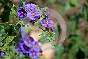 Solanum rantonnetii (Species: Lycianthes rantonnetii), flowerin