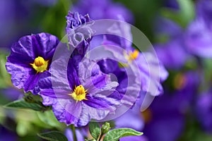 Solanum rantonnetii (Species: Lycianthes rantonnetii), flowerin