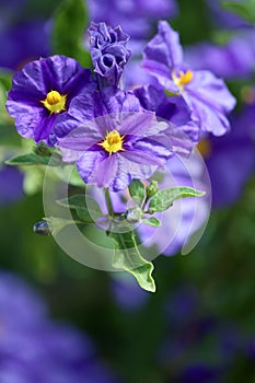 Solanum rantonnetii (Species: Lycianthes rantonnetii), flowerin