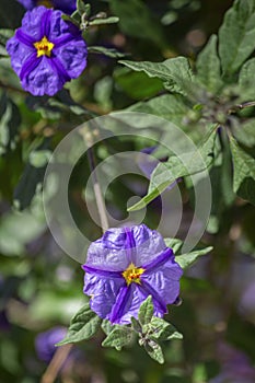 Solanum rantonnetii, Species Lycianthes rantonnetii, flowering plant in the family Solanaceae