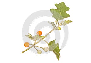 Solanum sanitwongsei