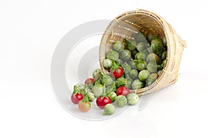 Solanum sanitwongsei Craib (Solanum trilobatum L.)