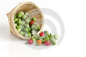 Solanum sanitwongsei Craib (Solanum trilobatum L.)