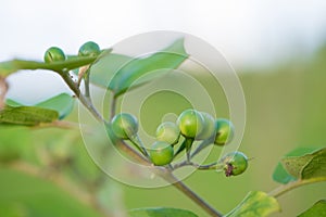 Solanum sanitwongsei, Food and herb