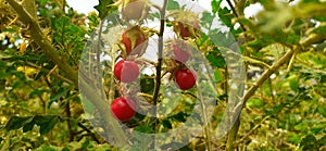 Solanum Sisymbriifolium small edible red fruit plant