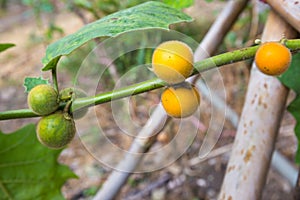 Solanum stramonifolium hanging on tree