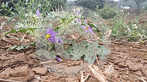 Solanum surattense plant and flowers