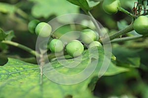 Solanum Torvum