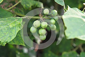 Solanum Torvum