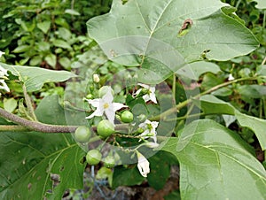 Solanum torvum also know as turkey berry