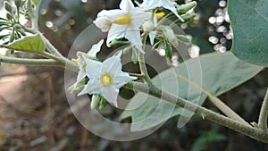 Solanum torvum or eggplant