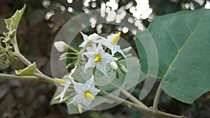 Solanum torvum or eggplant