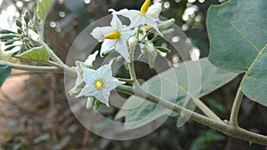 Solanum torvum or eggplant